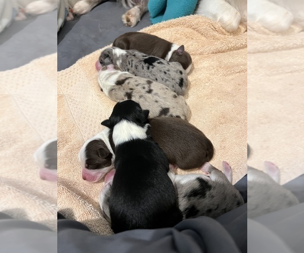 Medium Photo #3  Breeder Profile in CONNELLYS SPRINGS, NC, USA