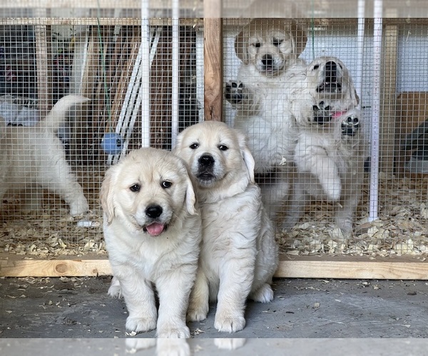 Medium Photo #6  Breeder Profile in ALPENA, MI, USA