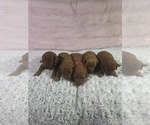 Small Photo #1  Breeder Profile in HOMELAND, CA, USA