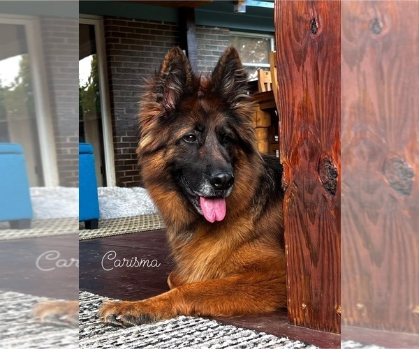 Medium Photo #11  Breeder Profile in GADSDEN, AL, USA