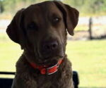 Small #15 Breeder Profile image