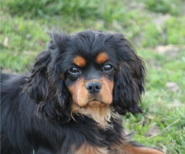 Medium Photo #2  Breeder Profile in GRINNELL, IA, USA