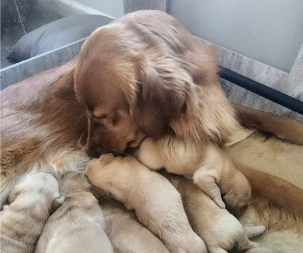 Medium Photo #1  Breeder Profile in ELMER, NJ, USA