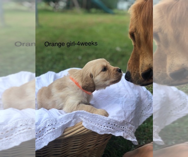 Medium Photo #1  Breeder Profile in HOHENWALD, TN, USA