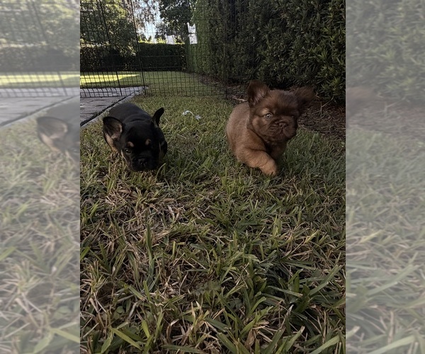 Medium Photo #5  Breeder Profile in TAMPA, FL, USA