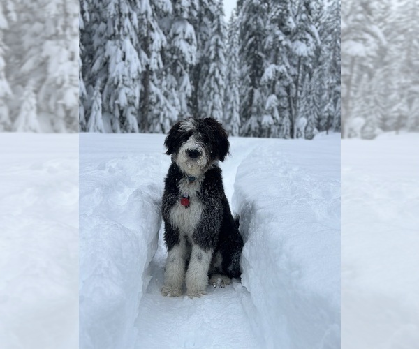 Medium Photo #7  Breeder Profile in MONTEVIEW, ID, USA
