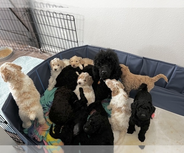 Medium Photo #1  Breeder Profile in OLIN, NC, USA