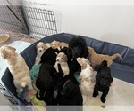 Small breeder photo