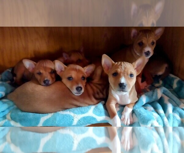 Medium Photo #1  Breeder Profile in TIGNALL, GA, USA