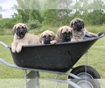 Small breeder photo