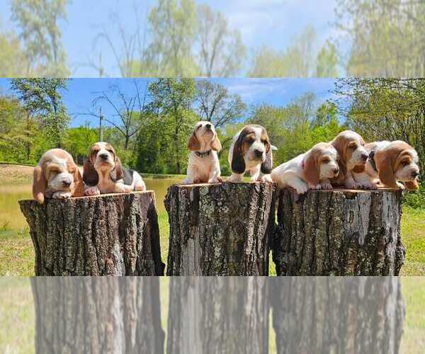 Medium Photo #6  Breeder Profile in CAMERON, OK, USA