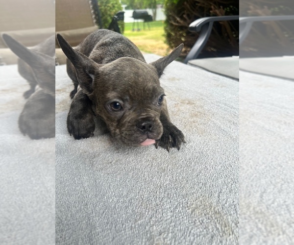 Medium Photo #10  Breeder Profile in FORT WAYNE, IN, USA