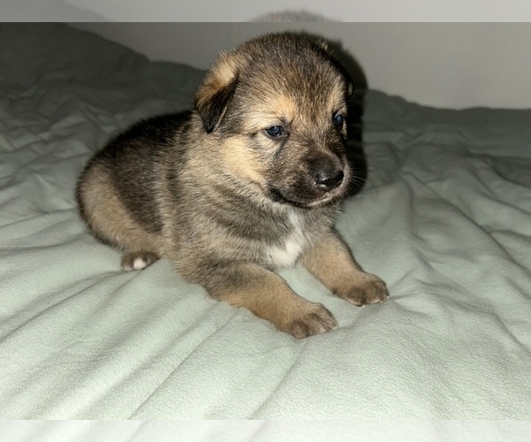 Medium Photo #33  Breeder Profile in DEMING, WA, USA