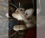 Small #35 Breeder Profile image
