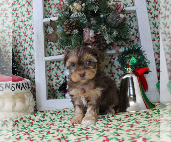 Medium Photo #63  Breeder Profile in CHANUTE, KS, USA