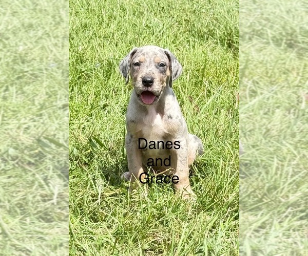 Medium Photo #20  Breeder Profile in HALLETTSVILLE, TX, USA