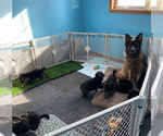 Small breeder photo