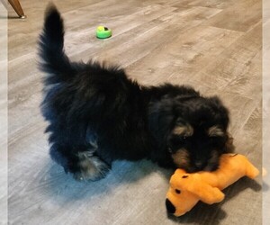 Bernedoodle (Miniature) Dog Breeder near OAK GROVE, MO, USA