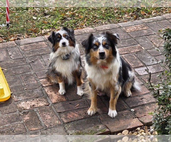 Medium Photo #7  Breeder Profile in RUSSELLVILLE, AL, USA