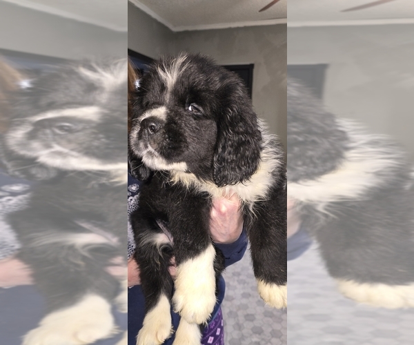 Medium Photo #55  Breeder Profile in TILTON, IL, USA
