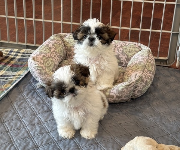 Medium Photo #11  Breeder Profile in MERRITT ISLAND, FL, USA