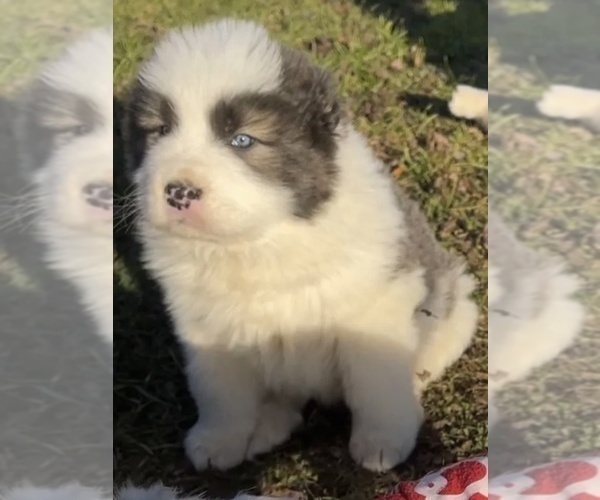 Medium Photo #42  Breeder Profile in TWINING, MI, USA