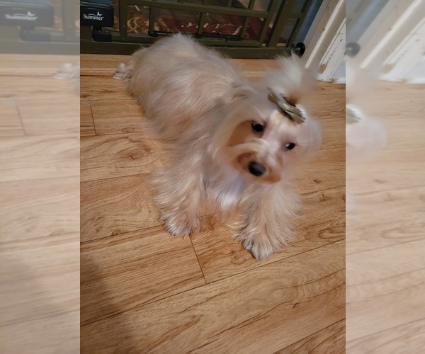 Medium Photo #1  Breeder Profile in RALEIGH, NC, USA