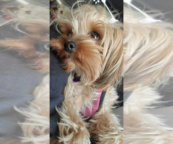 Medium Photo #29  Breeder Profile in SAN TAN VALLEY, AZ, USA