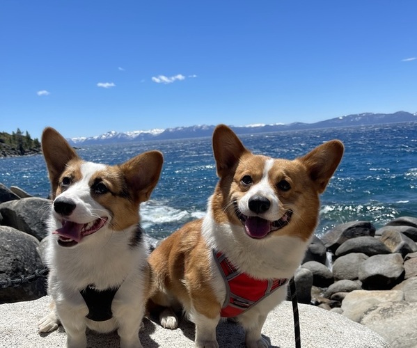 Medium Photo #1  Breeder Profile in SACRAMENTO, CA, USA