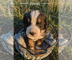 Small Photo #15  Breeder Profile in BONNERS FERRY, ID, USA