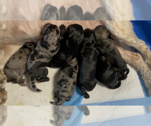 Medium Photo #1  Breeder Profile in MIAMI, FL, USA