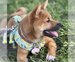 Shiba Inu Dog Breeder near CHULA VISTA, CA, USA