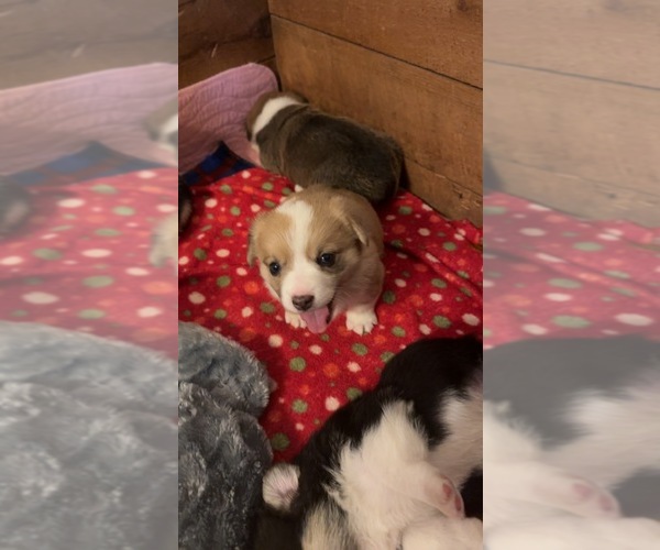 Medium Photo #1  Breeder Profile in UNION, WV, USA