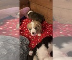 Small breeder photo