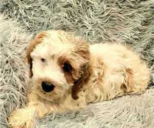 Cavapoo Dog Breeder near MESA, AZ, USA