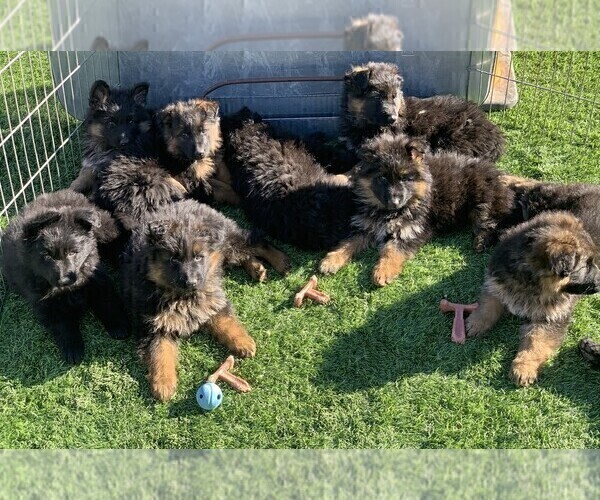Medium Photo #153  Breeder Profile in PINON HILLS, CA, USA