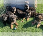 Small #152 Breeder Profile image