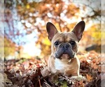 Small breeder photo
