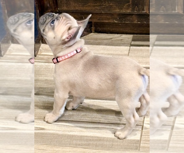 Medium Photo #16  Breeder Profile in CANYON, TX, USA