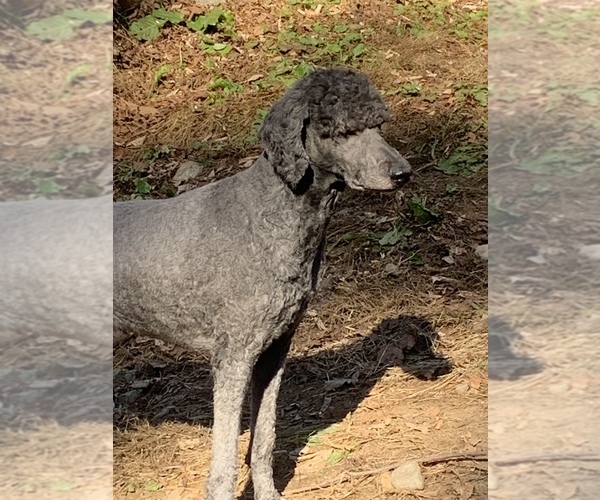 Medium Photo #4  Breeder Profile in LAKE GEORGE, NY, USA