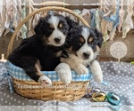 Small #7 Breeder Profile image