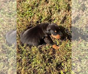 Doberman Pinscher Dog Breeder near HUNTSVILLE, AL, USA