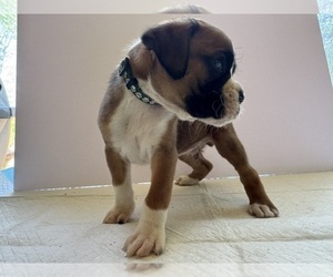 Boxer Dog Breeder near EUREKA, IL, USA