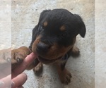 Small #3 Breeder Profile image