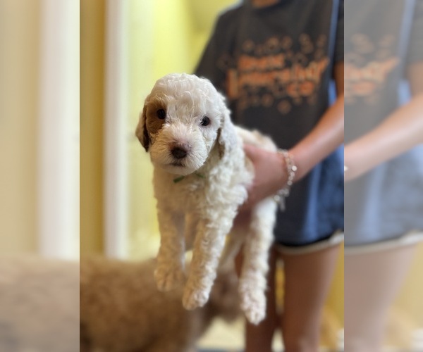 Medium Photo #14  Breeder Profile in SAN ANTONIO, TX, USA