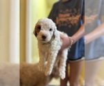 Small #13 Breeder Profile image
