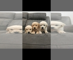 Small #8 Breeder Profile image
