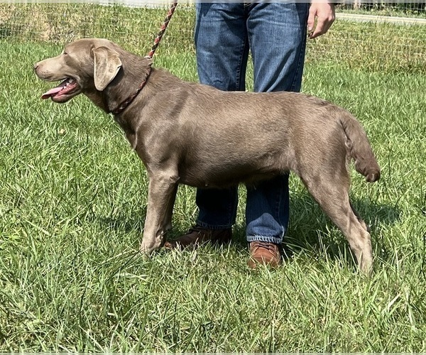 Medium Photo #13  Breeder Profile in NEOLA, WV, USA