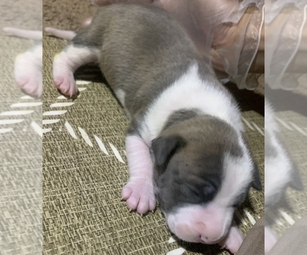 Medium Photo #1  Breeder Profile in CORONA, CA, USA