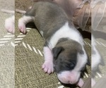 Small breeder photo
